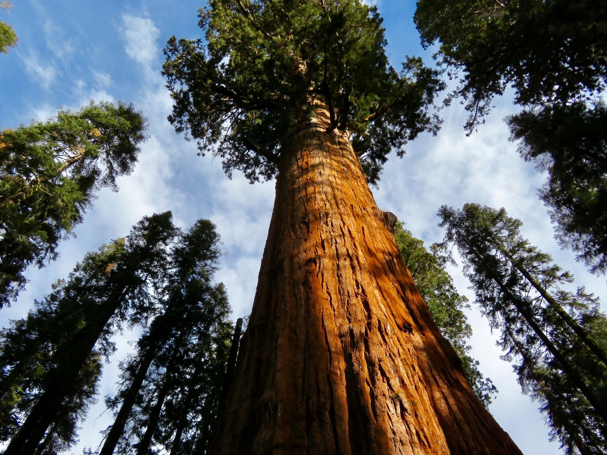 a photograph of an upward shot of redwood trees